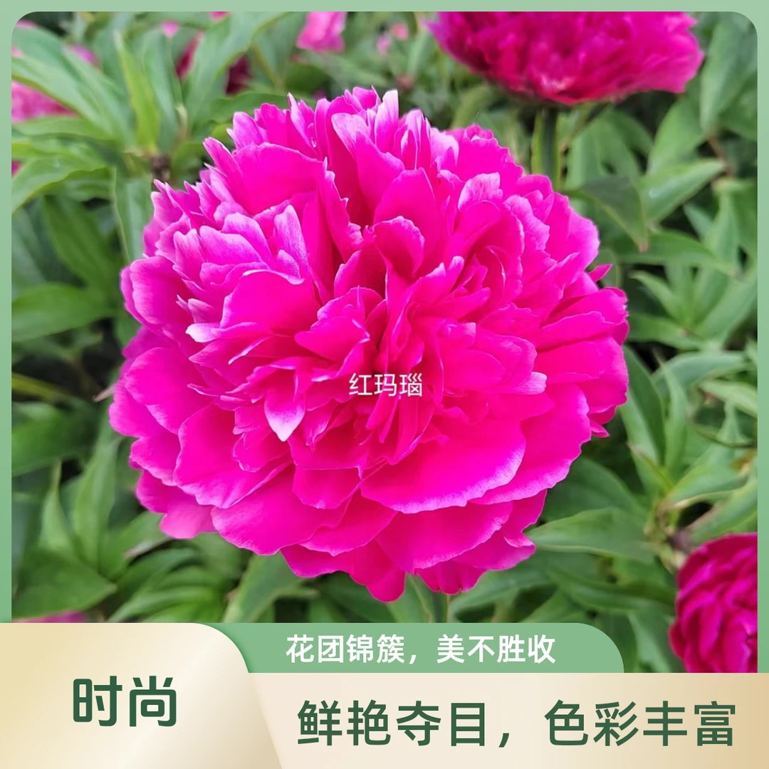 芍药品种【红玛瑙】花红色，皇冠型，中花品种，成花率高。