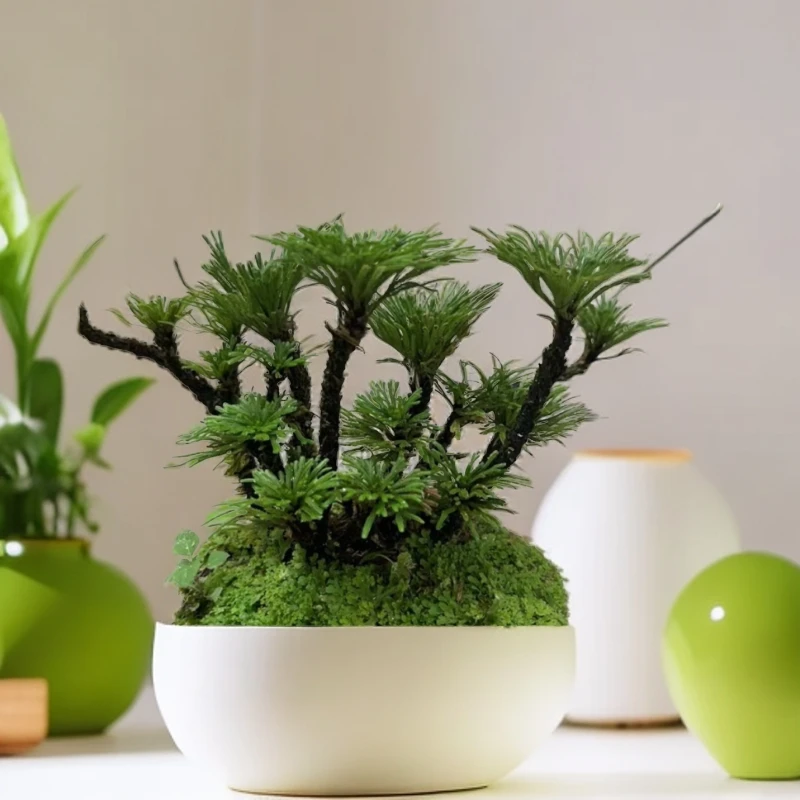 卷柏绿植(一物一拍)不带盆养护种植正常美观养殖栽培透气热卖菜园
