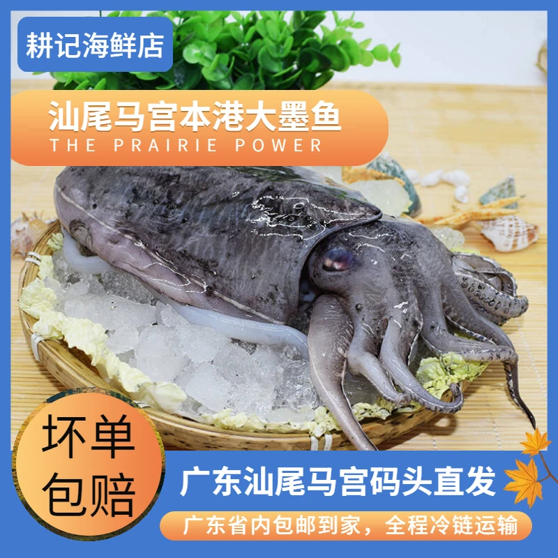 广东汕尾马宫本港纯野生天然墨鱼（墨斗）冷链发货包邮到家美味食材