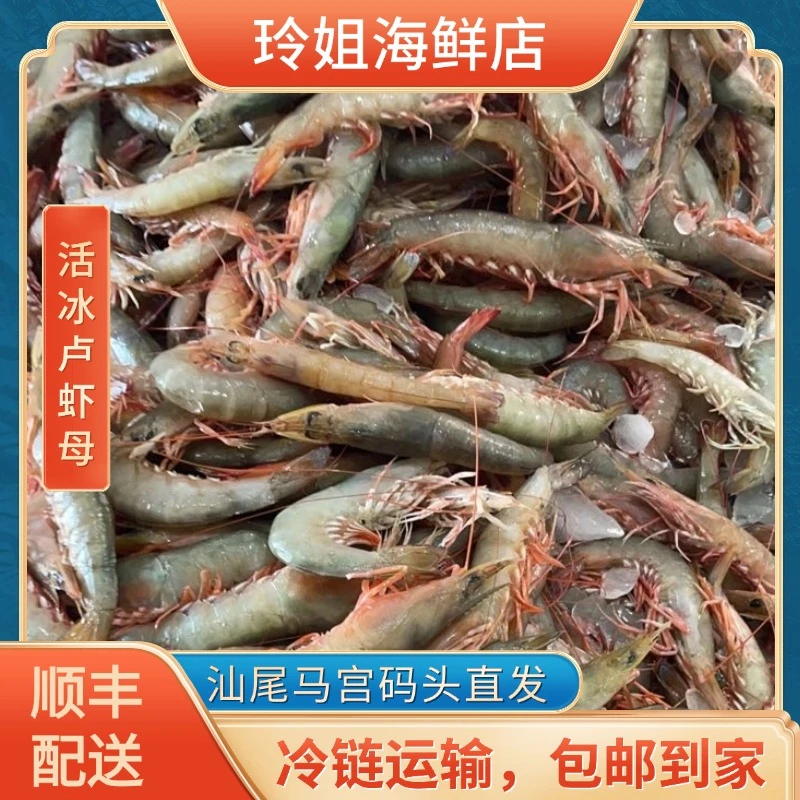 (活冰)广东汕尾马宫本港纯野生天然沙芦虾(麻虾)顺丰冷链配送到家