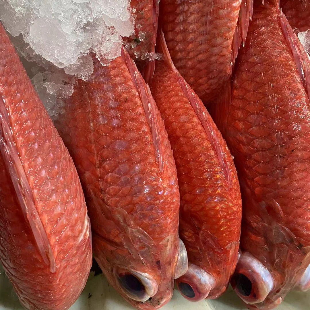 将军甲鱼（红灯笼）广东汕尾港 深海捕捞码头原产直发 顺丰冷链包邮