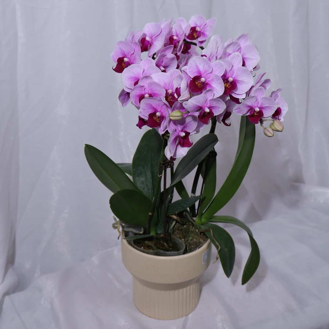 悠花里蝴蝶兰宝贝（组盆三颗）带花带花苞发货