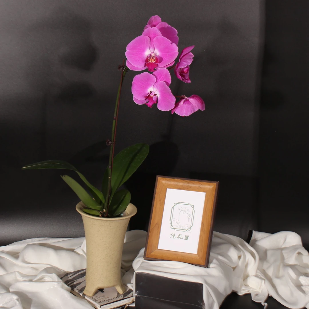 悠花里蝴蝶兰（安妮）带花带花苞开花珠发货