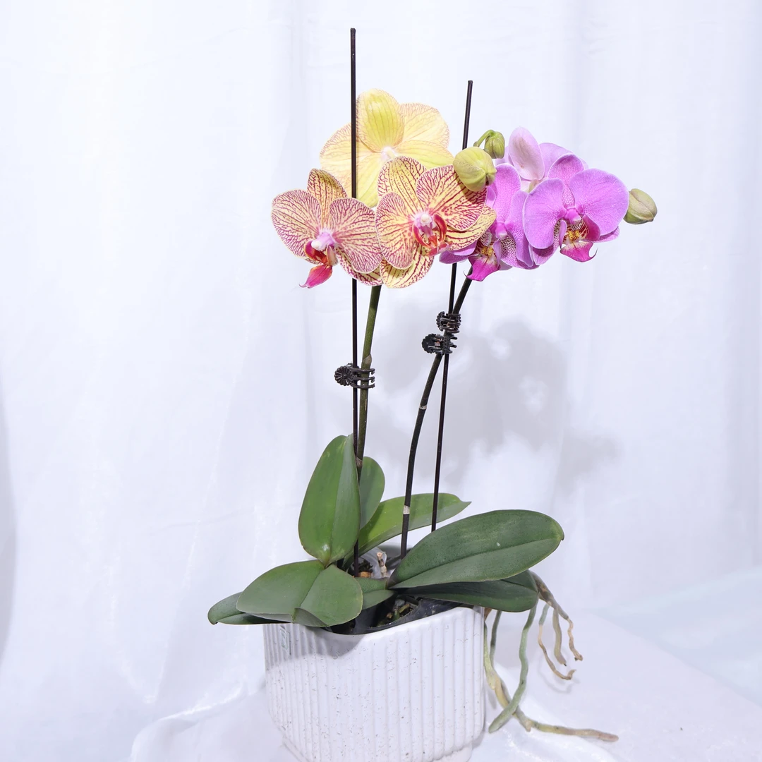 悠花里蝴蝶兰19.9两颗室内高档花发货