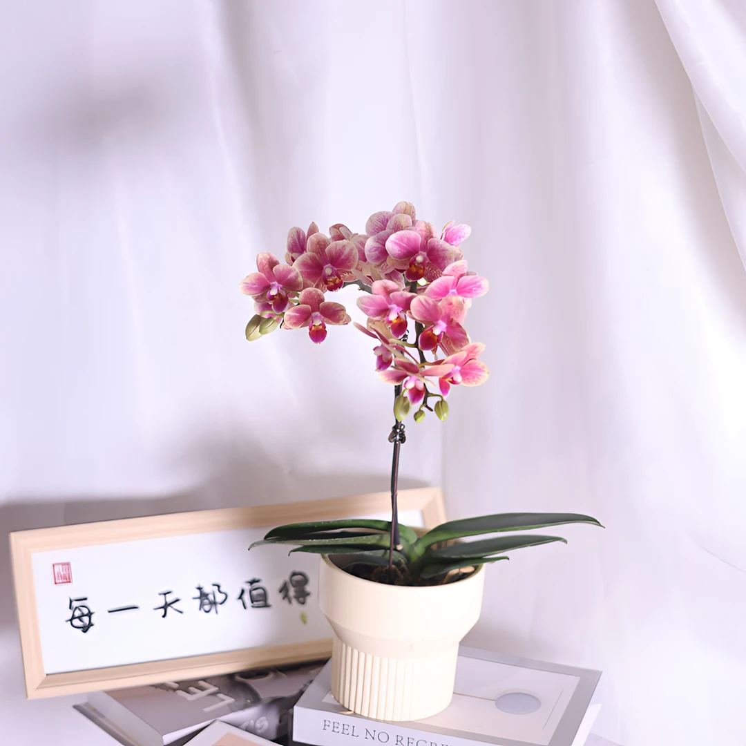 悠花里蝴蝶兰【金蝶3.5带花带花苞】开花珠发货浪漫七夕礼