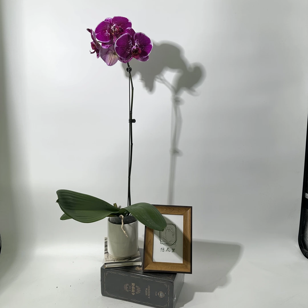 悠花里蝴蝶兰【金财主3.0加高杯全花】2-4朵花开花株发货