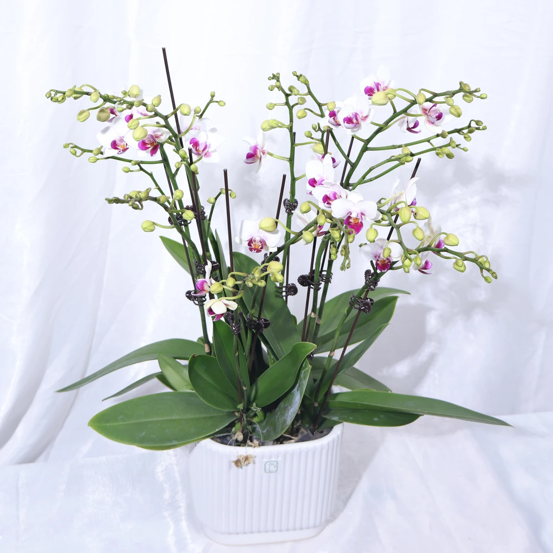 悠花里蝴蝶兰【蜂鸟十二个花剑】发货