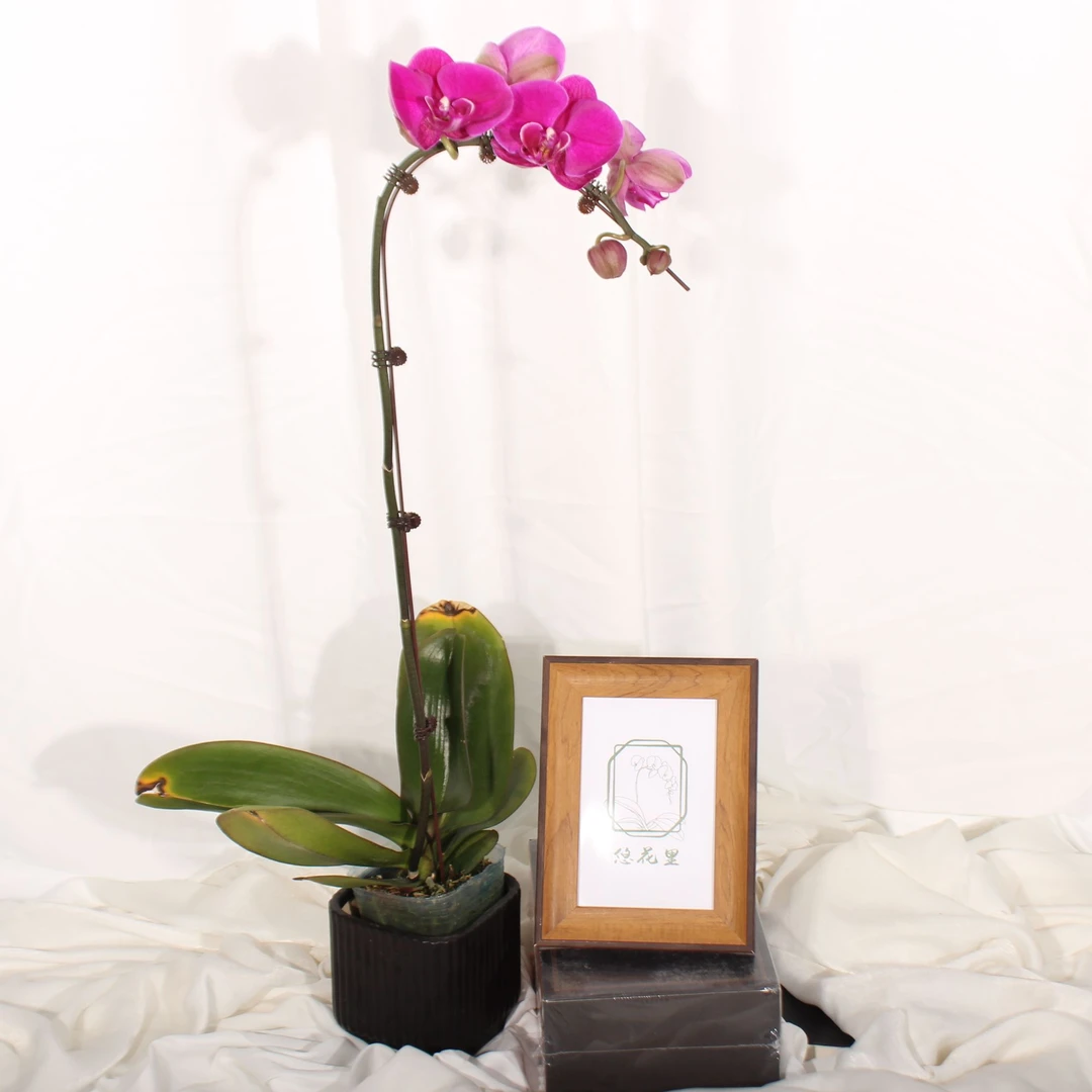 悠花里蝴蝶兰【大辣椒带花带花苞】叶面微瑕开花珠发货