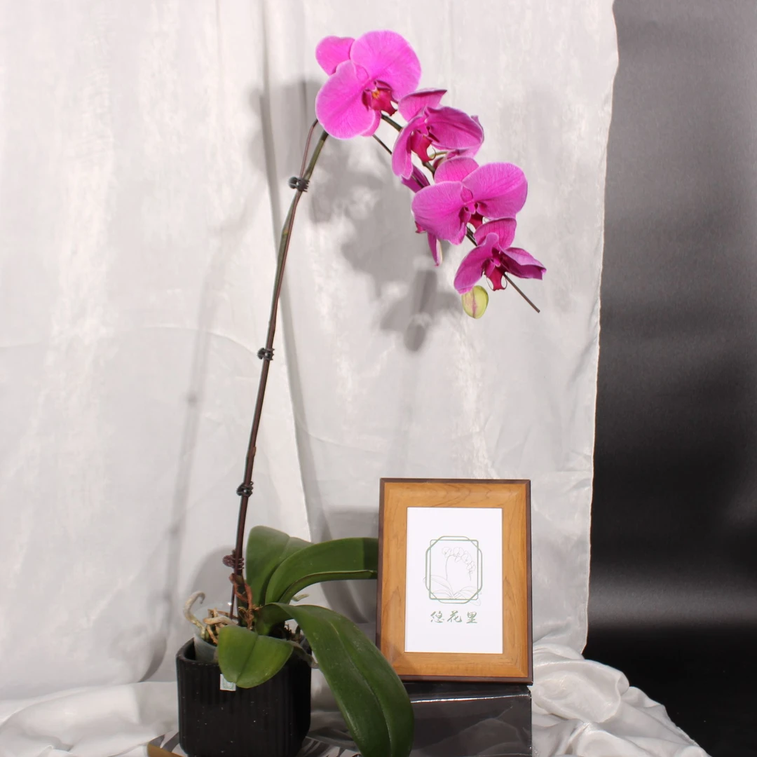 悠花里蝴蝶兰【粉紫色大花全花 花序超长花多超大】开花珠发货