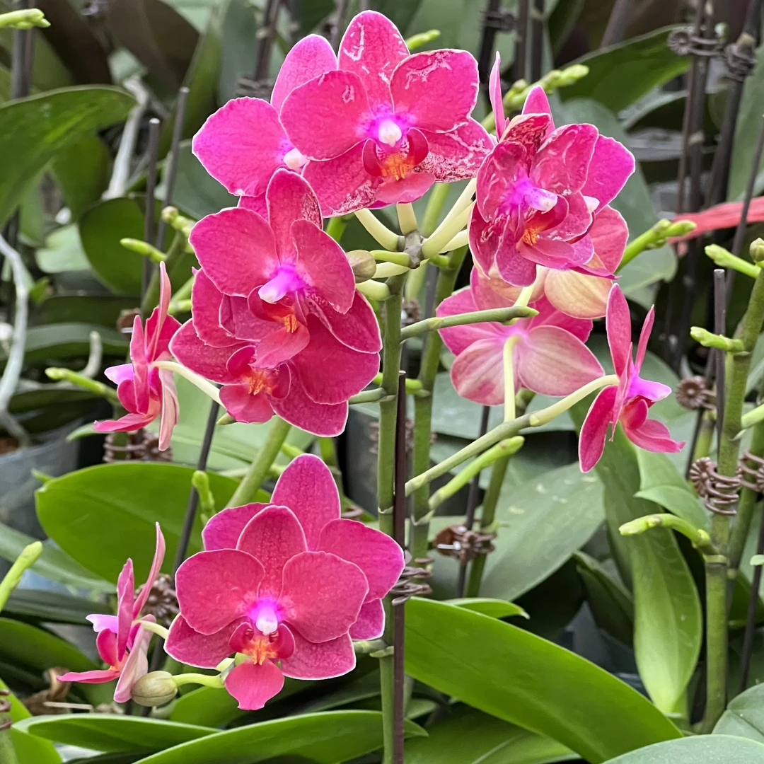 悠花里蝴蝶兰甜心公主（花苞株）发货