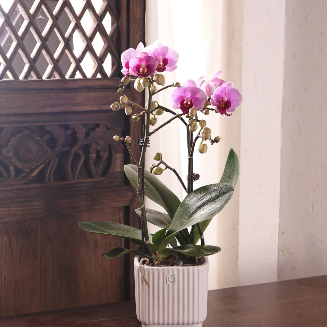 悠花里蝴蝶兰【宝贝两个花剑组盆】发货