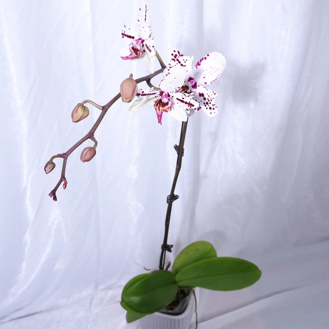 悠花里蝴蝶兰（仙飞）带花带花苞发货
