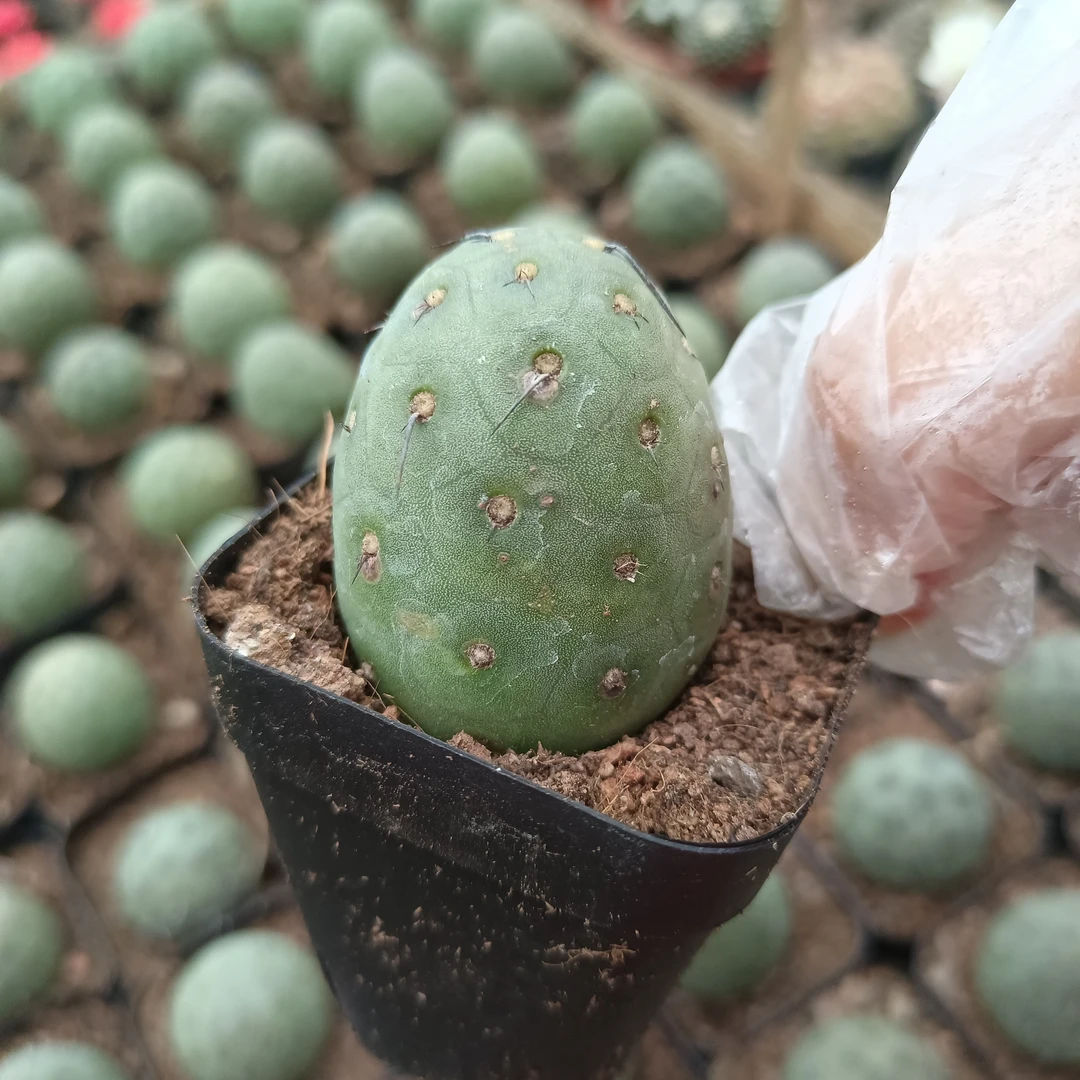 绿植习志野 球径3厘米