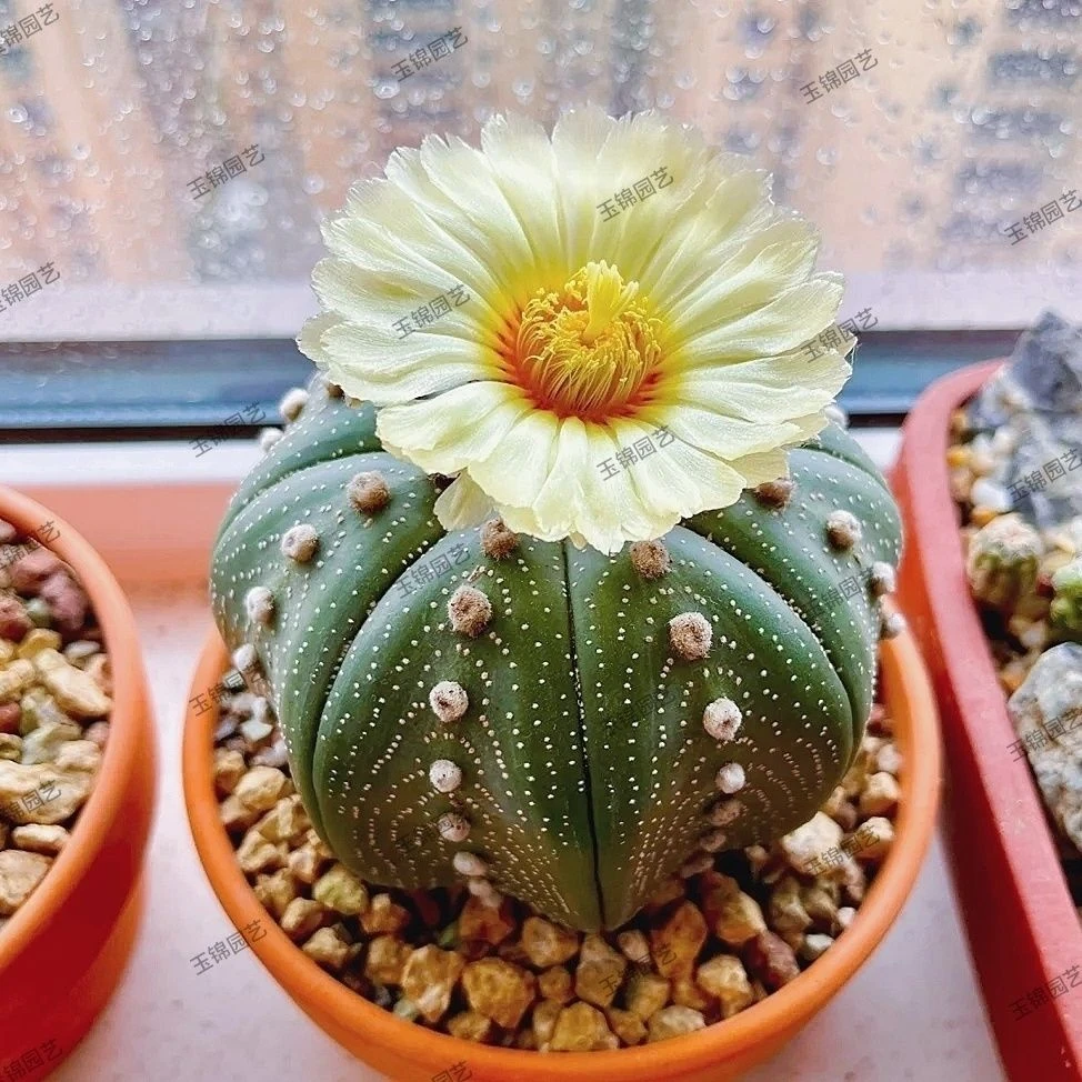 仙人球 星兜 球径4厘米左右