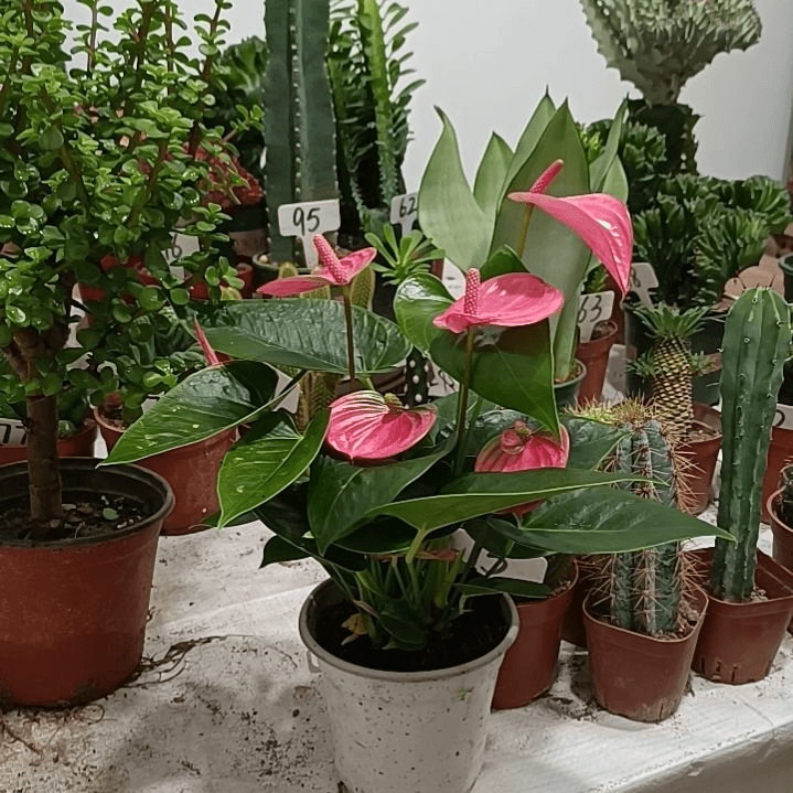 粉掌              19元