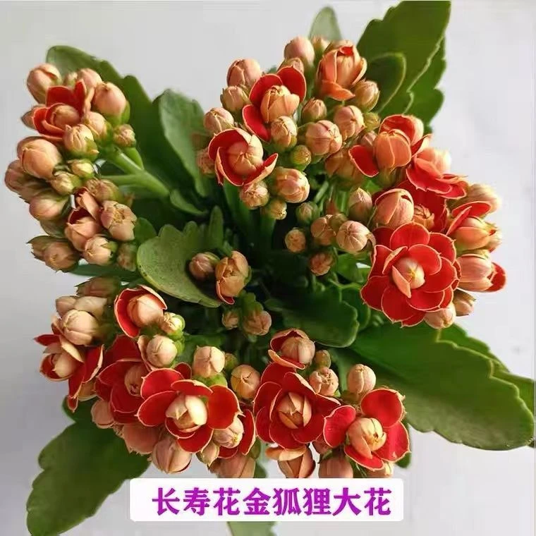 金狐狸长寿花 20厘米高左右