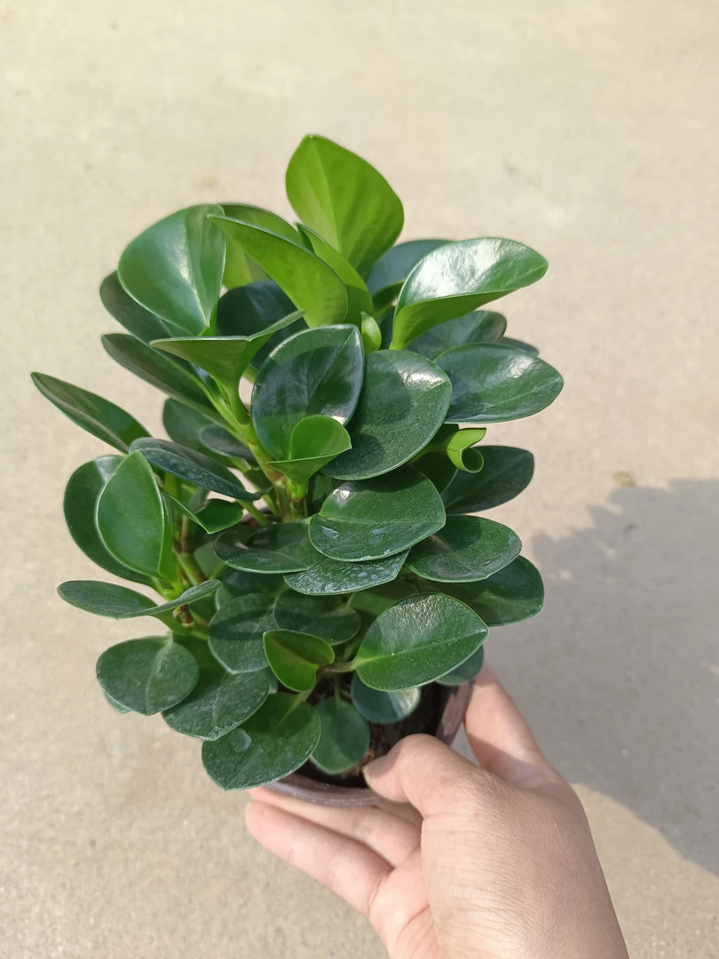 豆瓣绿 15厘米高左右