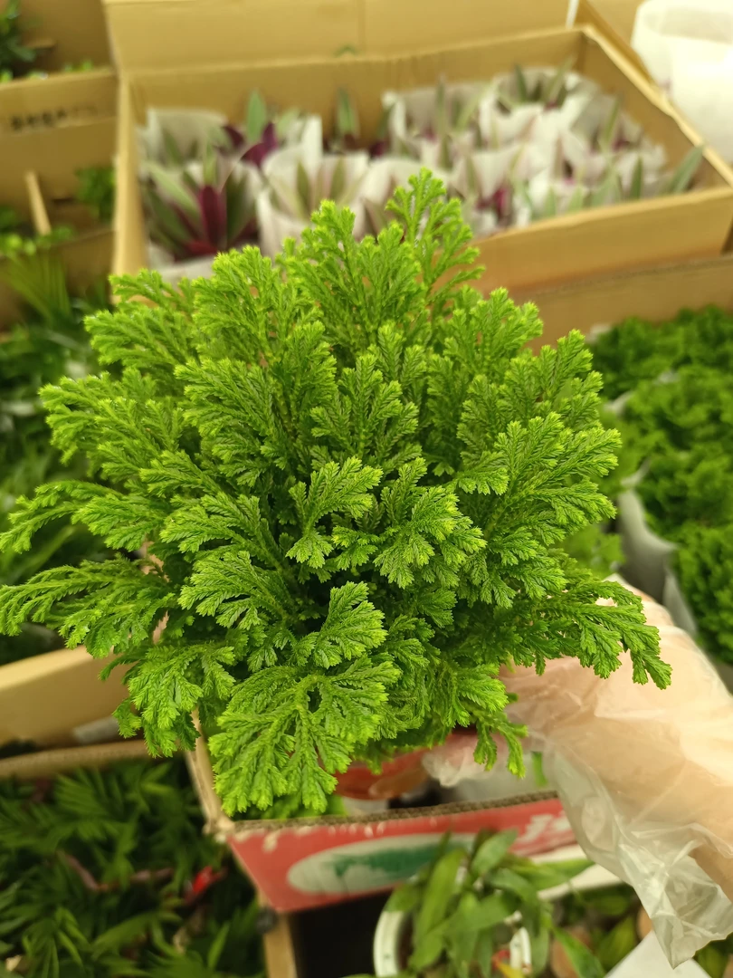 卷柏 20厘米高左右