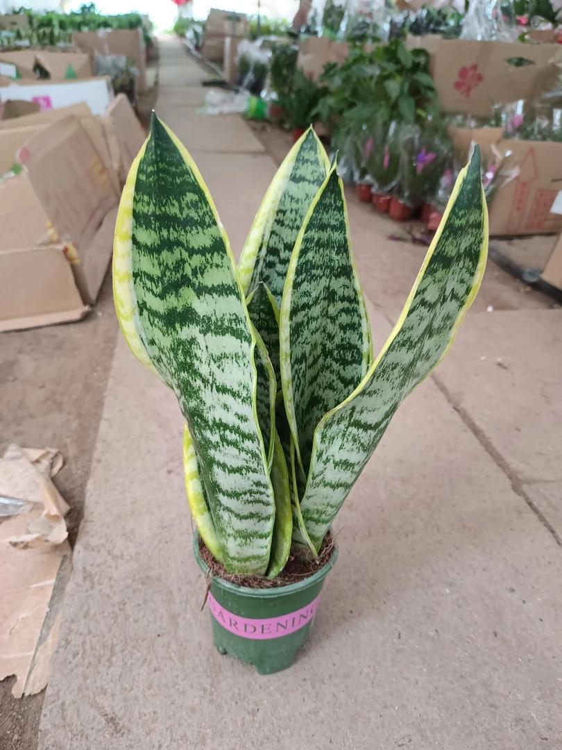 金边虎皮兰 带加仑盆30厘米高左右