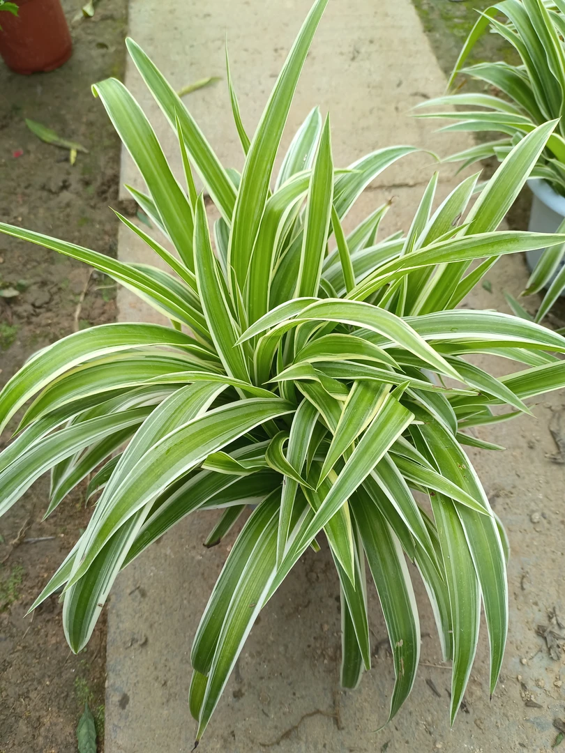 绿植 金边吊兰大苗