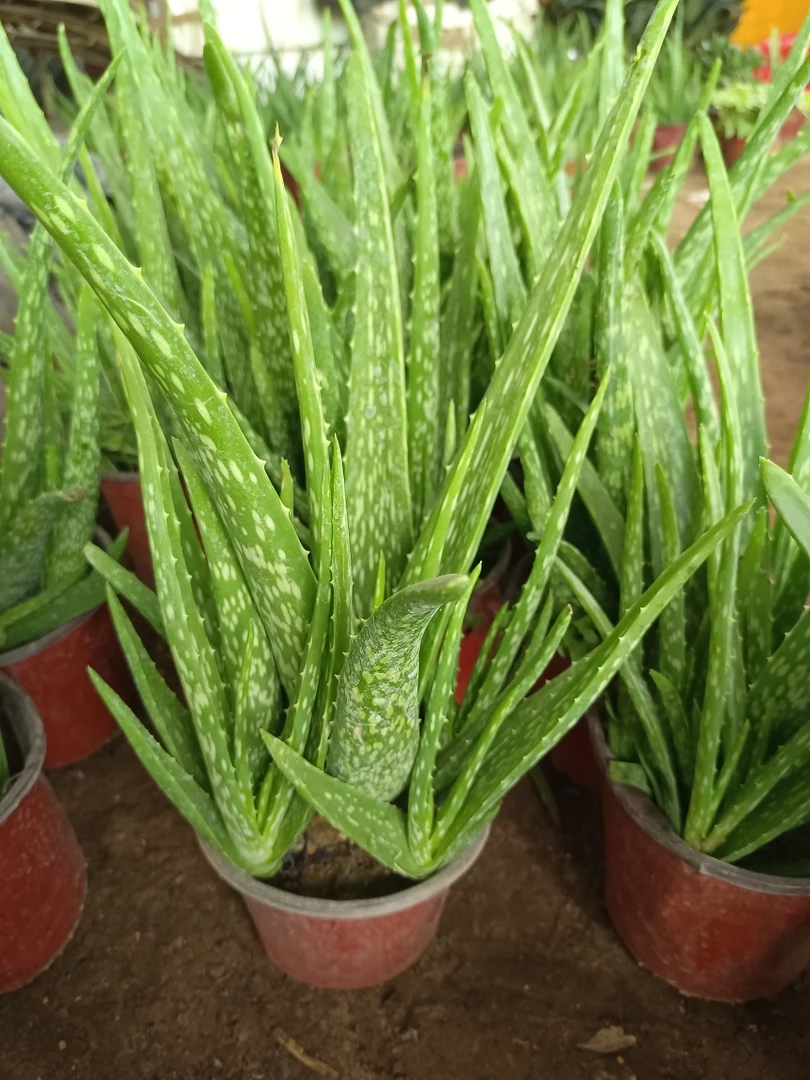 中华芦荟苗 好养易活裸根发货