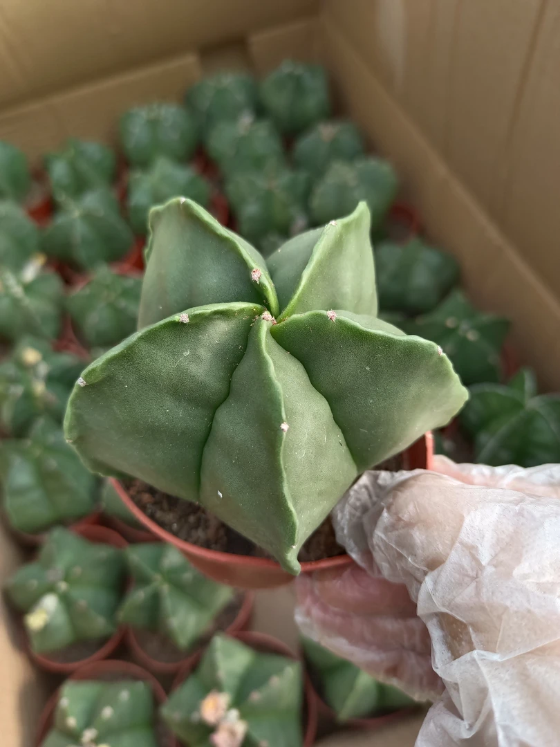 仙人球 鸾凤玉 球径6厘米