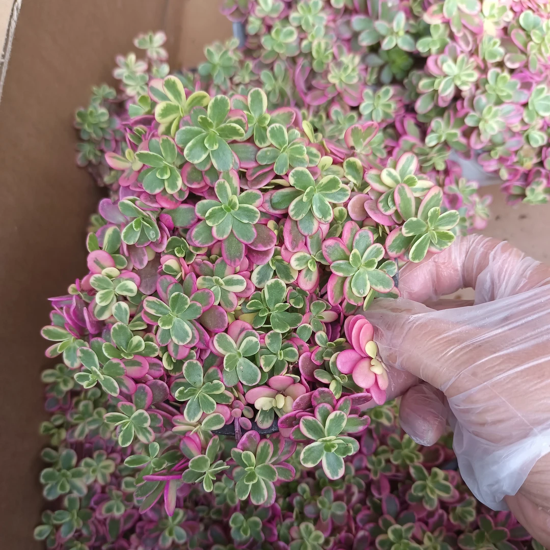 马齿笕太阳花锦 5厘米高左右