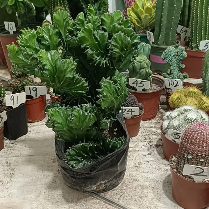 玉麒麟           70元