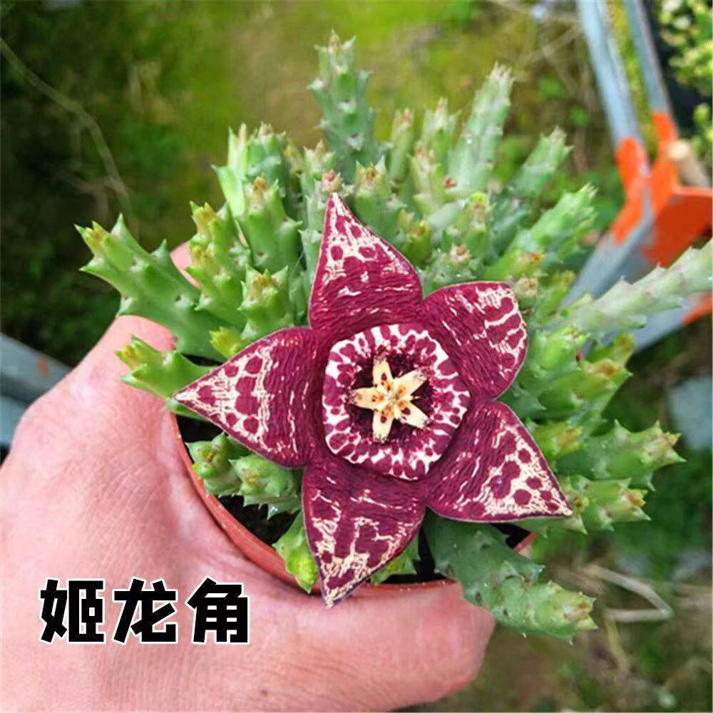 绿植 姬龙角 5厘米高左右