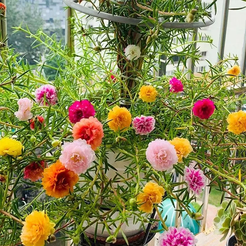 太阳花 绿植盆栽