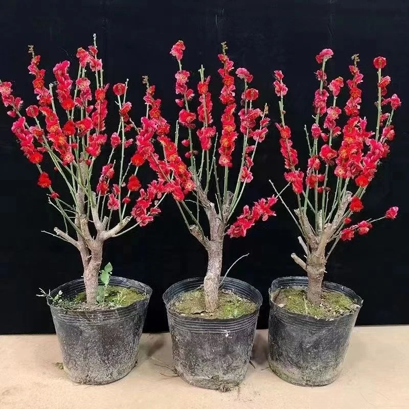 原生红梅盆栽梅花树苗老桩红梅盆景室内外绿植花卉梅花盆景盆栽