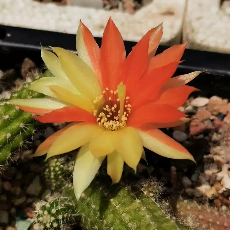 双面伊人 白檀10厘米高左右