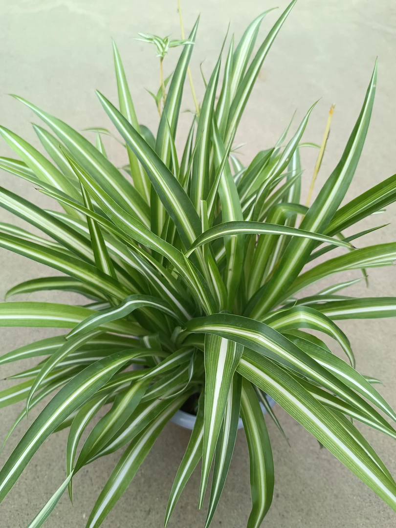 金心吊兰大苗 净化空气好养易活