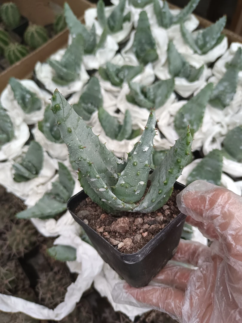 元宝芦荟 直径8厘米左右