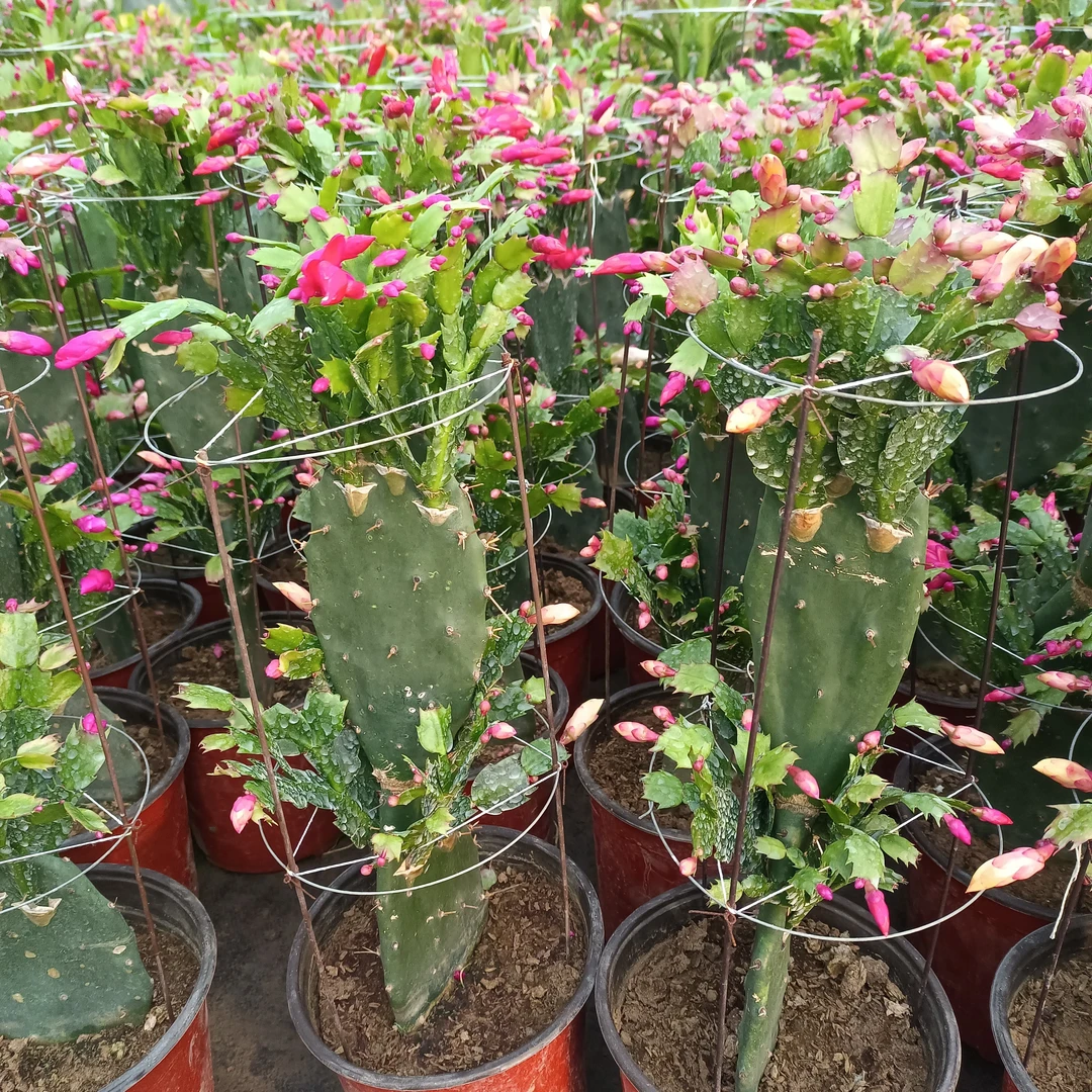 仙人掌嫁接蟹爪兰两层40厘米到50厘米高左右