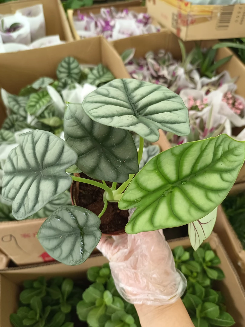 白犀牛 15到20厘米高左右