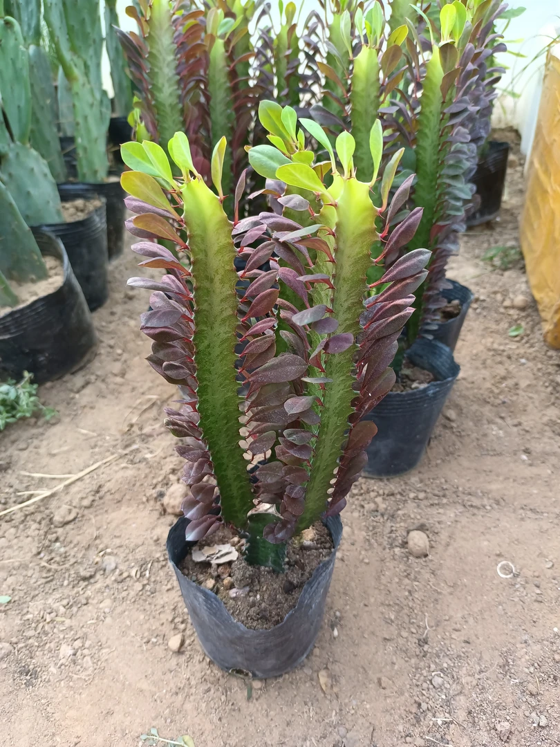 紫龙骨 30厘米高左右