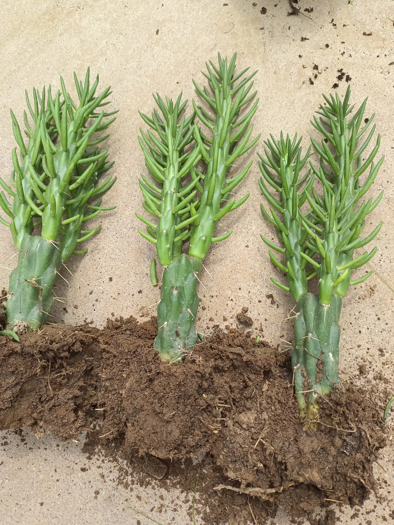 仙人柱 将军柱盆栽