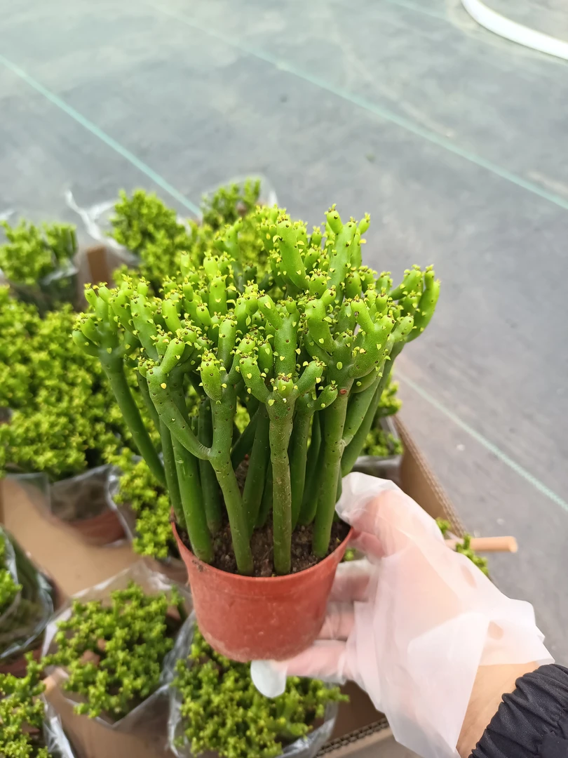 光棍树盆栽 15厘米高左右