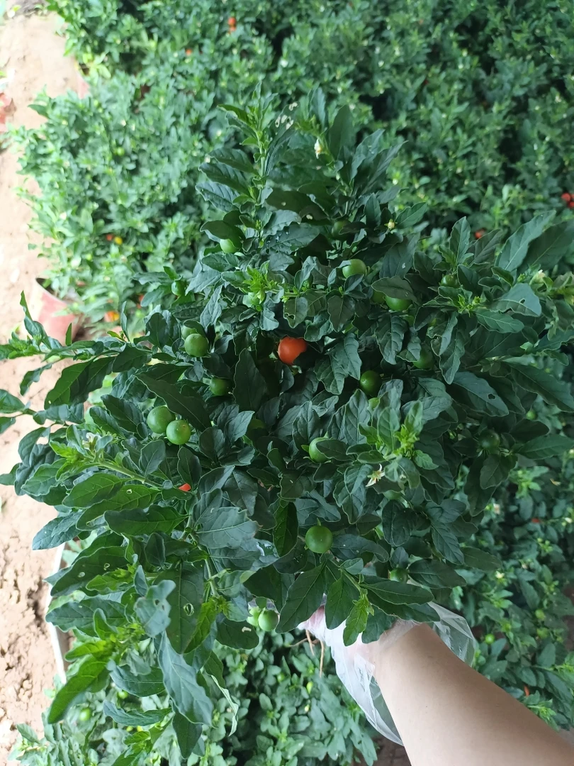 珊瑚樱开心桃 20到30厘米高左右