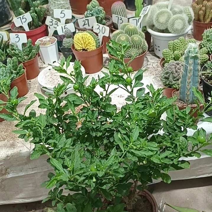 珊瑚樱       15元