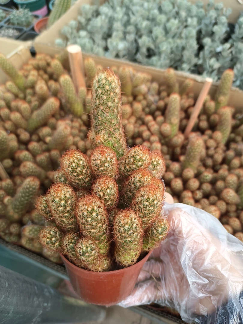 多肉植物 金手指 10厘米高左右