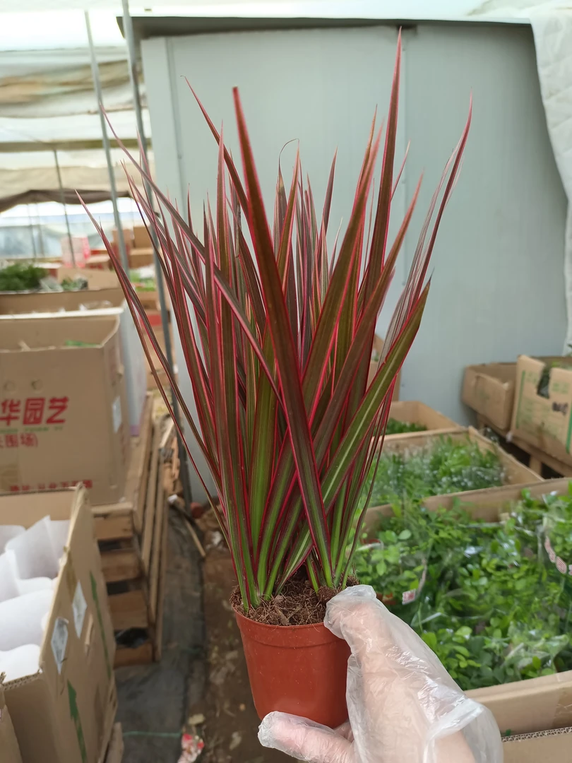 七彩铁五彩办公室三色龙血树红竹盆栽观叶花植物树苗大型室内绿植