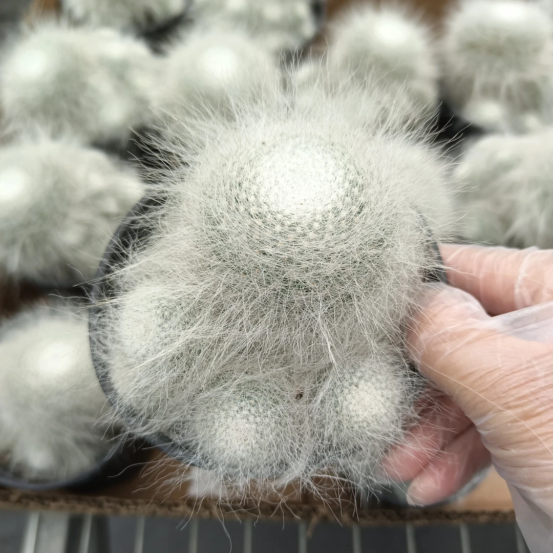 仙人球 雪猿玉翁 球径8厘米左右