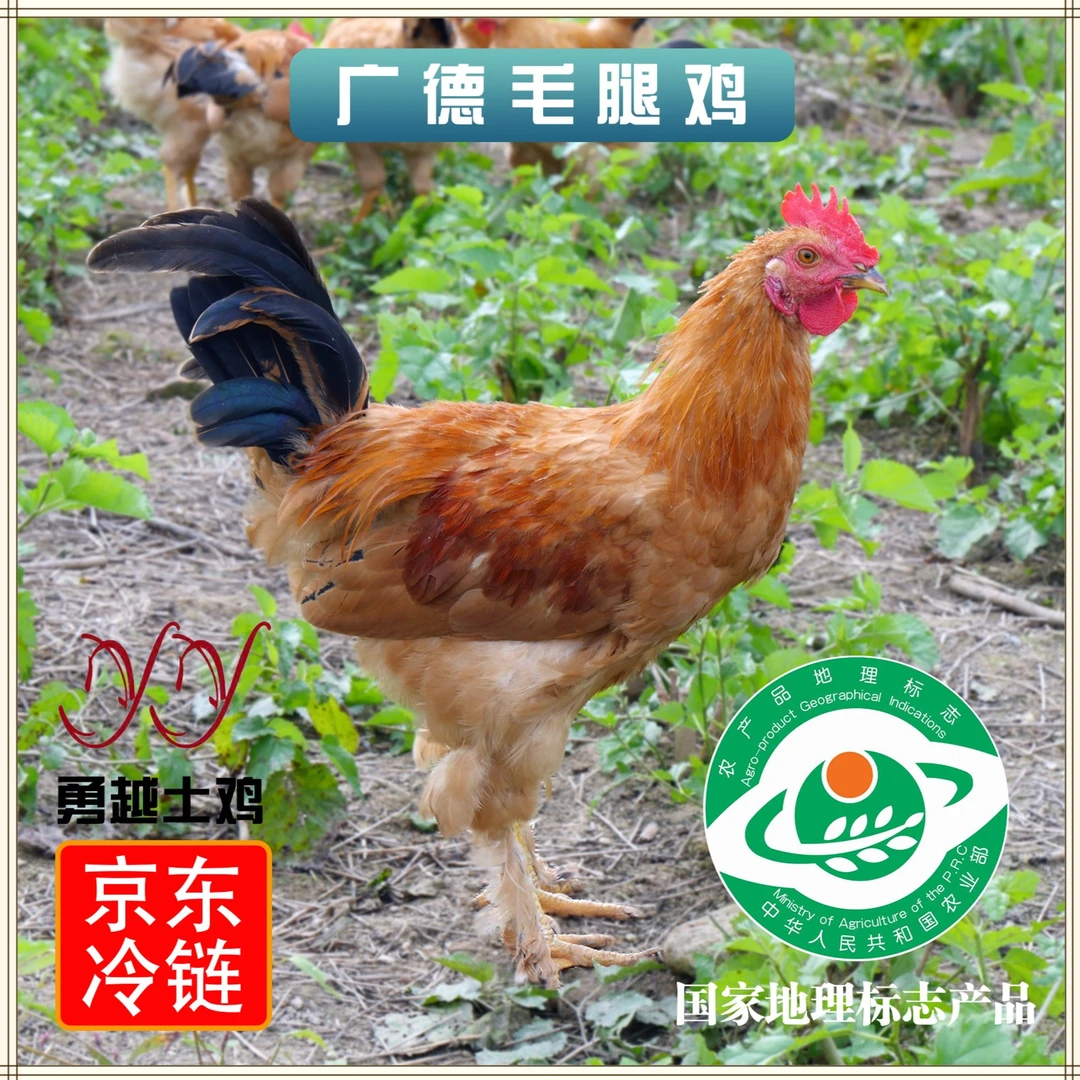 广德毛腿鸡高山散养【单只装】新鲜现杀650g