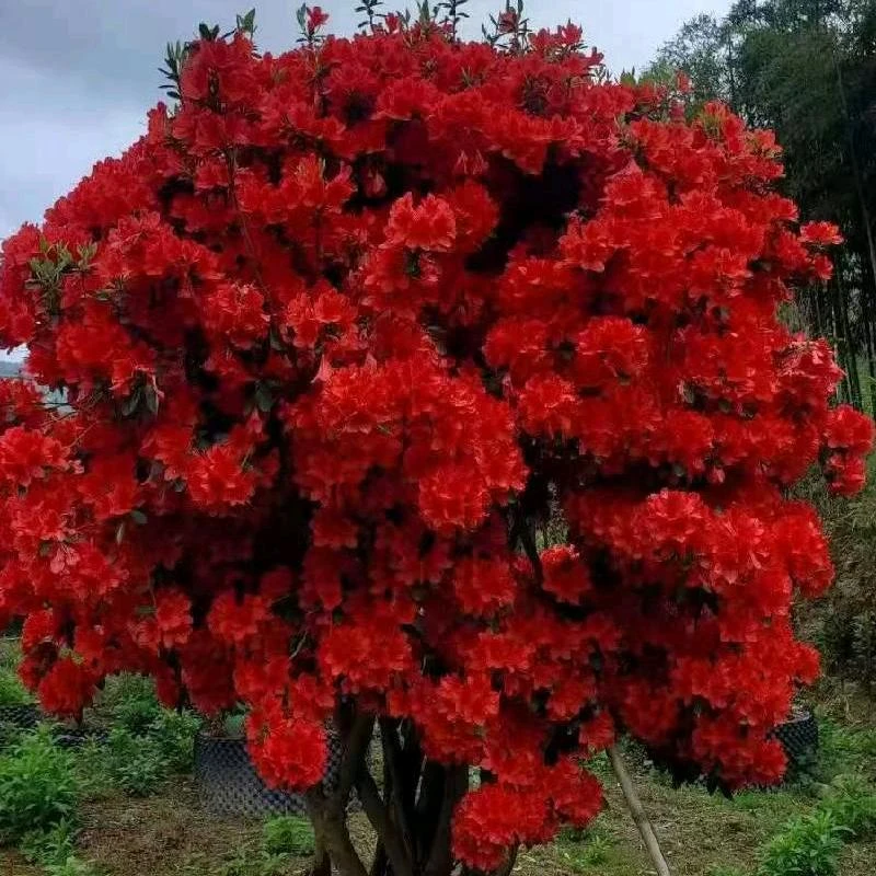 映山红老桩地栽盆栽