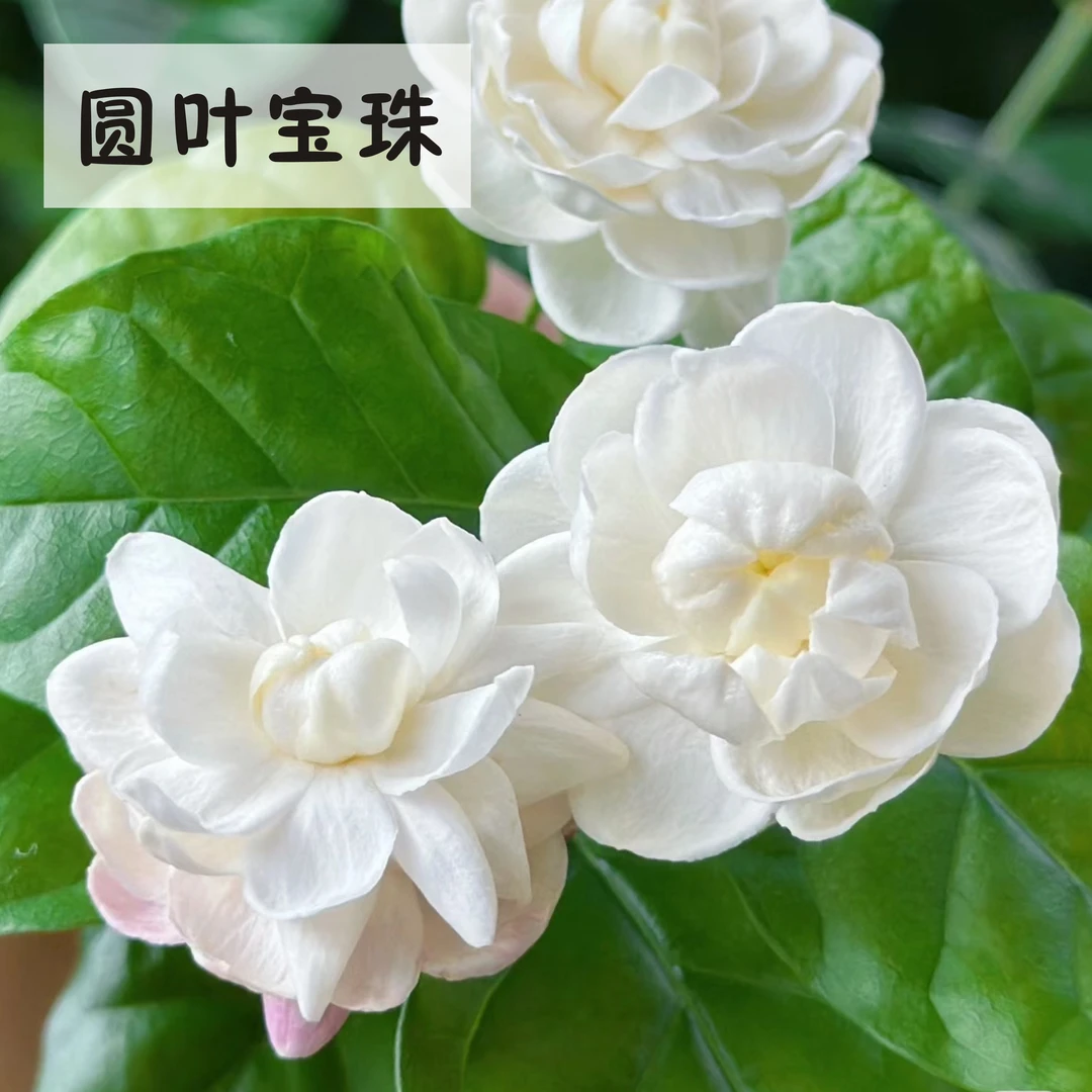 横县茉莉花圆叶虎头宝珠盆栽基地直发四季开花爆盆花卉绿植