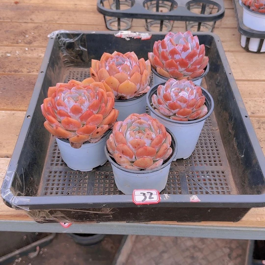 五个单头天使编号32号