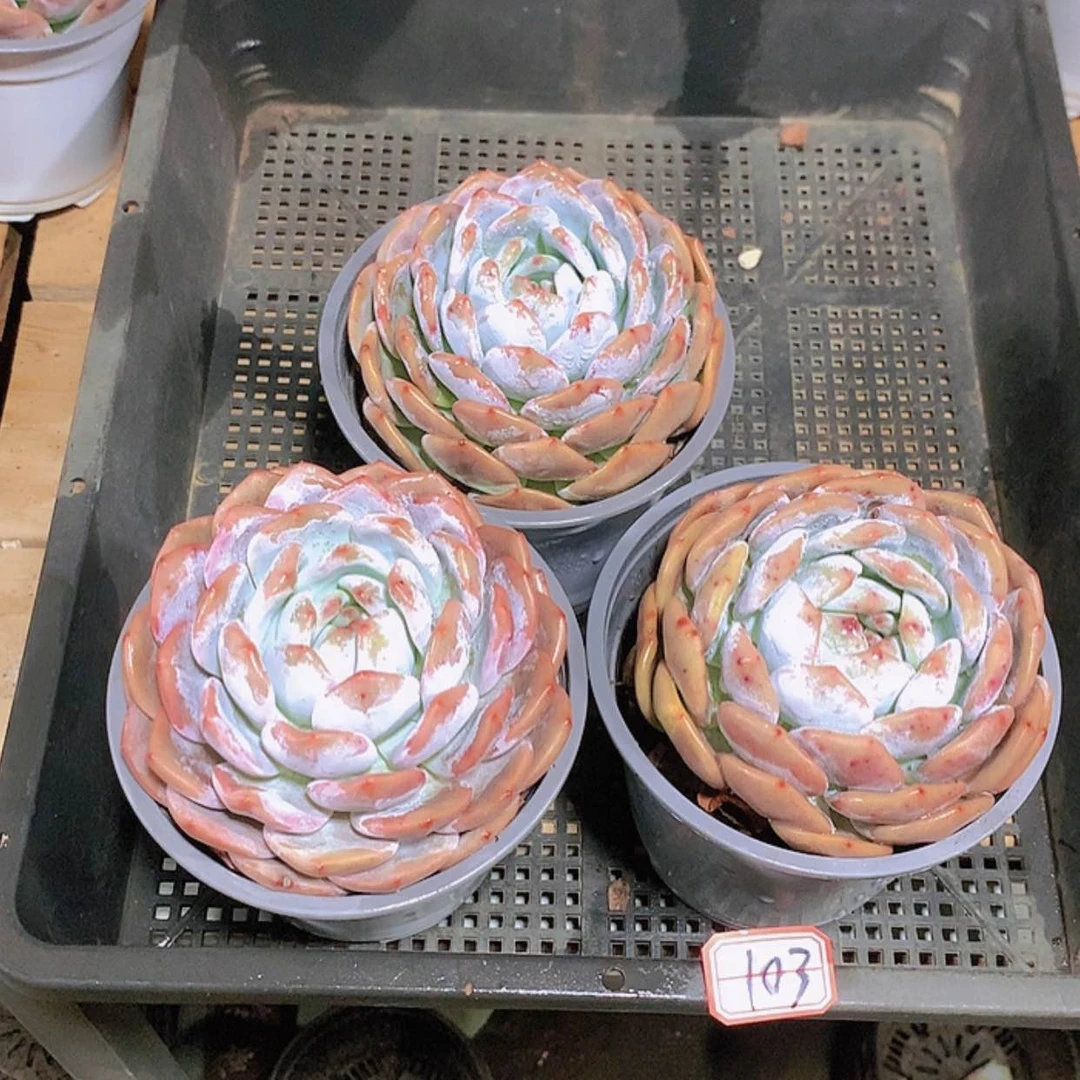 【闪购商品】000103