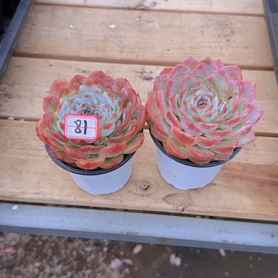 单头冰魄编号81号